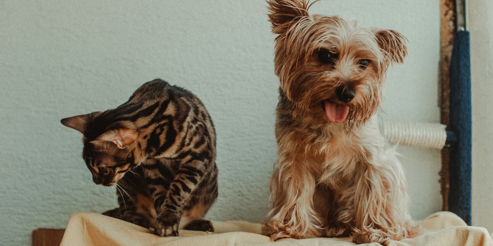 Cão e gato juntos