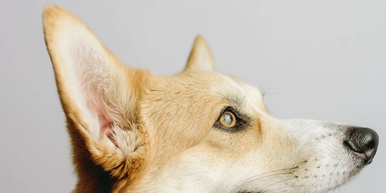 Cachorro corgi