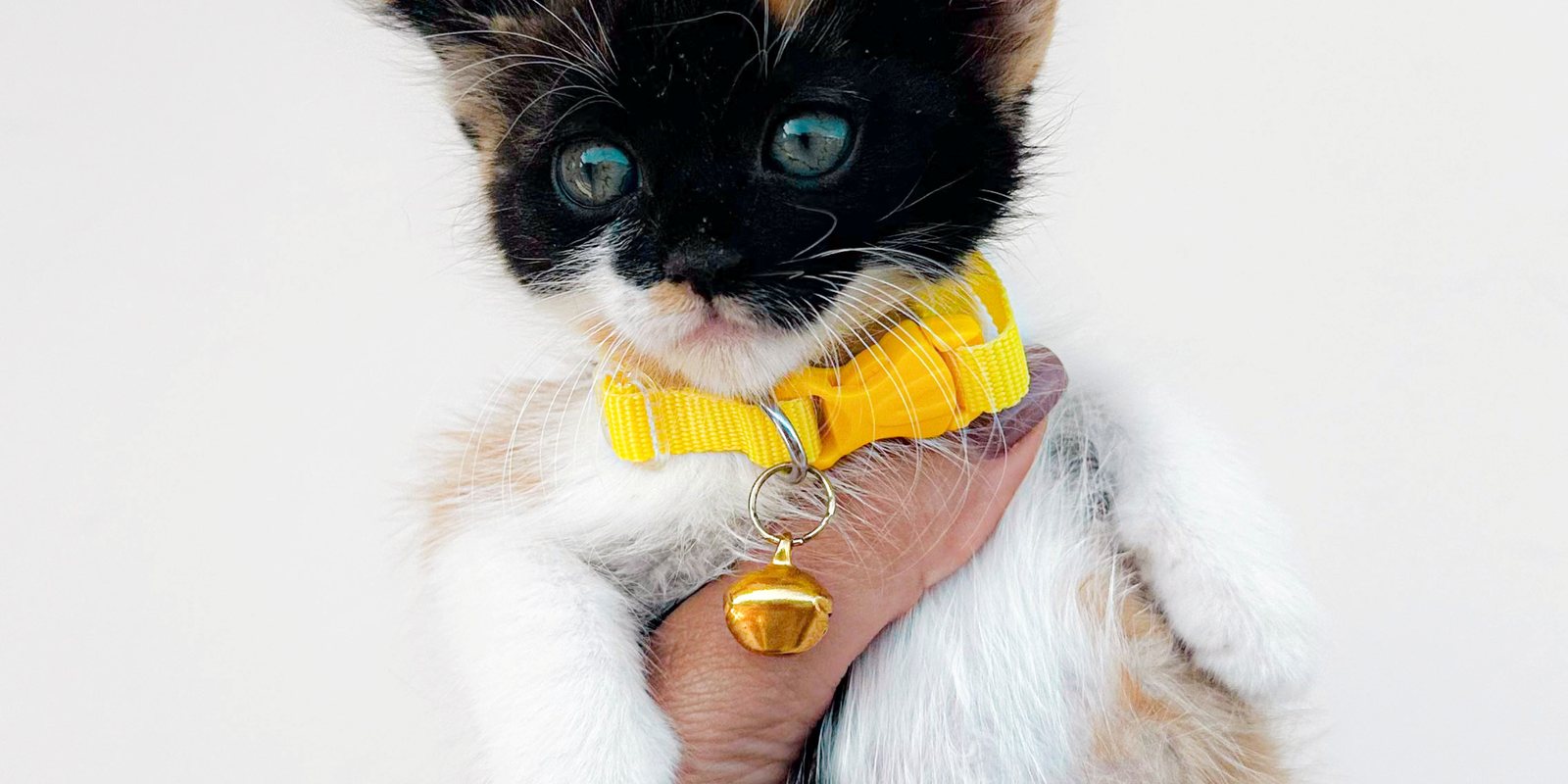 Gatinho filhote