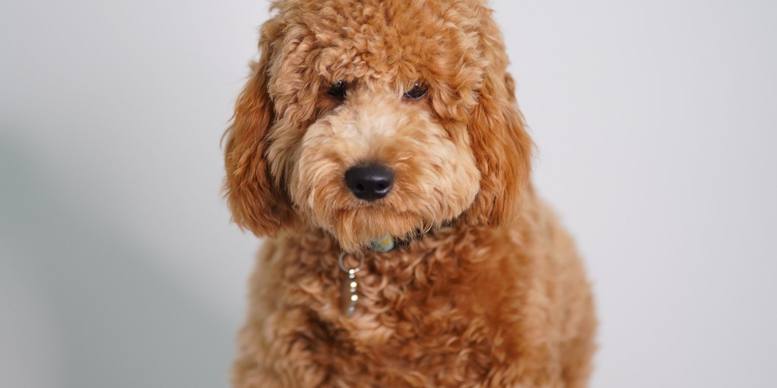 Cachorro goldendoodle
